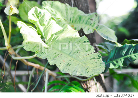 Paraiso Verde or Philodendron paraiso verde or verdant paradise or Philodendron paraiso 132374017