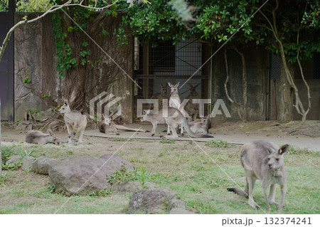 日本の神奈川県横浜市の動物園の動物 カンガルー 日本の神奈川県横浜市の動物園の動物 カンガルー 132374241