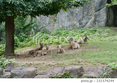 日本の神奈川県横浜市の動物園の動物 オオツノヒツジ 日本の神奈川県横浜市の動物園の動物 オオツノヒツジ 132374244