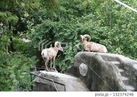 日本の神奈川県横浜市の動物園の動物 オオツノヒツジ 日本の神奈川県横浜市の動物園の動物 オオツノヒツジ 132374246