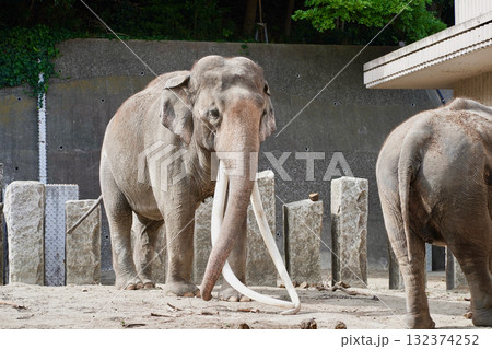 日本の神奈川県横浜市の動物園の動物　ゾウ 132374252