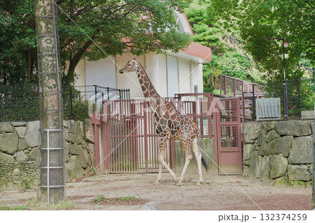 日本の神奈川県横浜市の動物園の動物　キリン 132374259