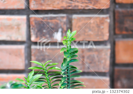 Euphorbia tithymaloides, euphorbiaceae or Homalocladium platycladum or Muchlenbeckia platyclada Meissn or POLYGONACEAE or Slipper Flower 132374302