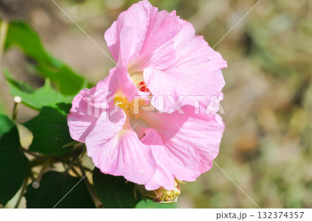 Changeable Rose, Changeable rose mallow or Cotton rose hibiscus or Dixie rosemallow or Hibiscus mutabilis L or Rose of Sharon or pink flower 132374357