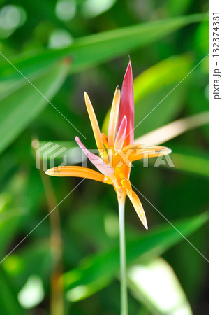 Heliconia psittacorum or Bird of paradise, Strelitzia reginae or Sterliziaceae flower or Heliconia flower or yellow flower Heliconia psittacorum or Bird of paradise, Strelitzia reginae or Sterliziaceae flower or Heliconia flower or yellow flower 132374381