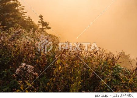 朝日に照らされる芳ヶ平湿原・日本国道標高最高地点から　　　　　　　　　　　　　　　　　　　　　　　　 132374406