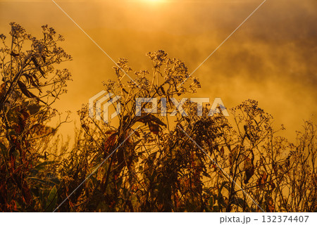 朝日に照らされる芳ヶ平湿原・日本国道標高最高地点から　　　　　　　　　　　　　　　　　　　　　　　　 132374407