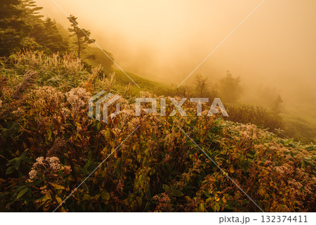 朝日に照らされる芳ヶ平湿原・日本国道標高最高地点から　　　　　　　　　　　　　　　　　　　　　　　　 132374411