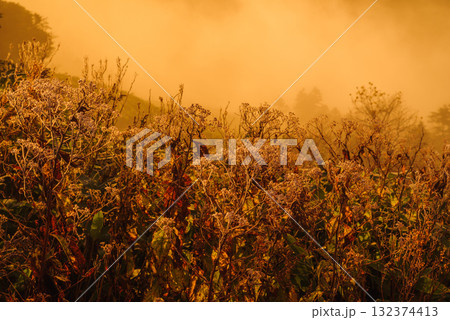 朝日に照らされる芳ヶ平湿原・日本国道標高最高地点から　　　　　　　　　　　　　　　　　　　　　　　　 132374413