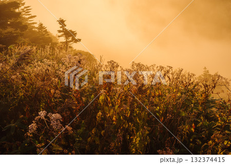 朝日に照らされる芳ヶ平湿原・日本国道標高最高地点から　　　　　　　　　　　　　　　　　　　　　　　　 132374415