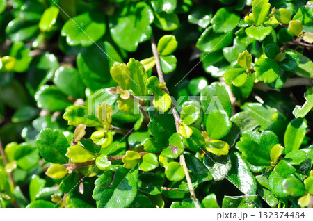 Carmona retusa Vahl Masam or BORAGINACEAE , Carmona retusa or leaves background Carmona retusa Vahl Masam or BORAGINACEAE , Carmona retusa or leaves background 132374484