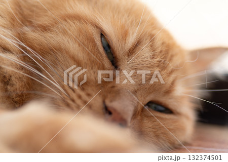 眠そうな猫の表情　茶トラ猫 132374501