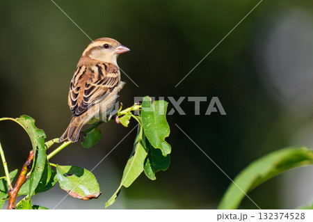 枝に留まるニュウナイスズメの雌 132374528