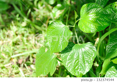 Wild Betel Leafbush , Piper sarmentosum Roxb or Piper lolot 132374544