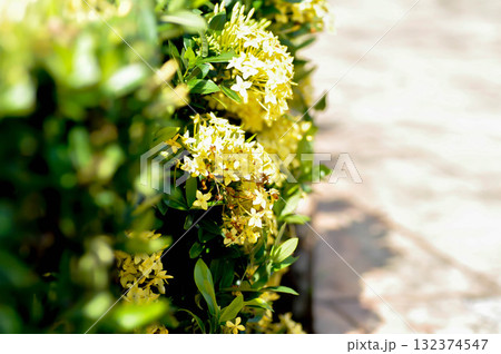 Ixora chinensis Lamk, Ixora spp or Zephyranthes or West Indian Jasmine or yellow ixora 132374547