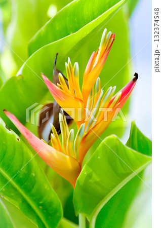 Heliconia psittacorum or Bird of paradise, Strelitzia reginae or Sterliziaceae flower or Heliconia flower or yellow flower 132374548