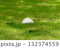 芝生のキノコ 132374559