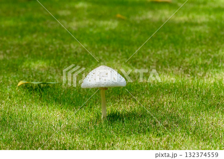 芝生のキノコ 132374559