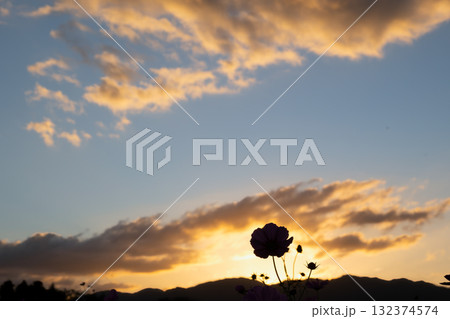 燃えるような夕焼け空とコスモスのシルエット 燃えるような夕焼け空とコスモスのシルエット 132374574