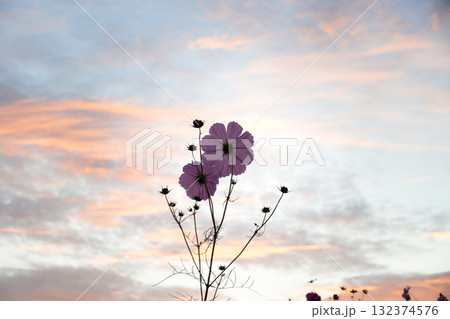 オレンジとブルーのグラデーションが広がる秋桜 オレンジとブルーのグラデーションが広がる秋桜 132374576
