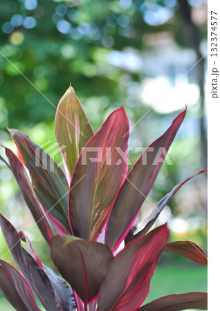 ASPARAGACEAE, Cabbage palm or  Cordyline or Cordyline fruticosa or Daengsiam or Dracaena Palm or Good luck plant or Ti plant or red plant 132374577