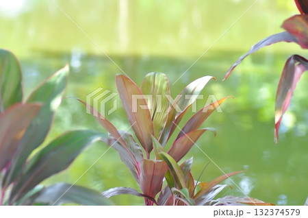 ASPARAGACEAE, Cabbage palm or  Cordyline or Cordyline fruticosa or Daengsiam or Dracaena Palm or Good luck plant or Ti plant or red plant 132374579