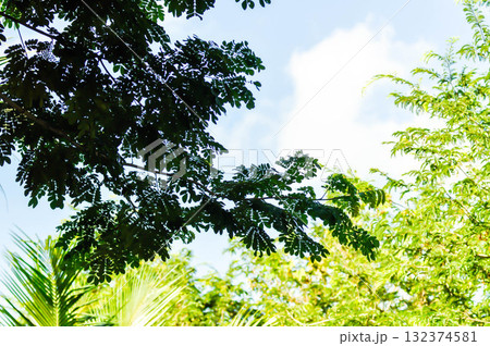 Rain tree or Samanea saman, LEGUMINOSAE MIMOSOIDEAE and tamarind tree 132374581