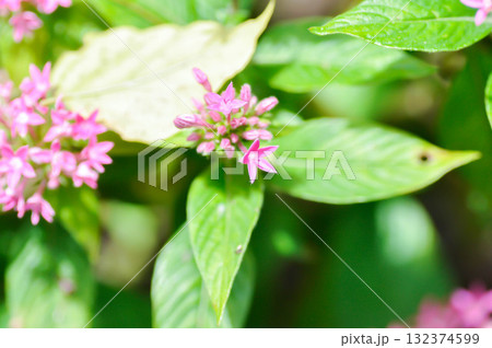 Pentas lanceolata , Egyptian star cluster or RUBIACEAE or Egyptian starcluster or Starflower or pink Egyptian starcluster flowers 132374599