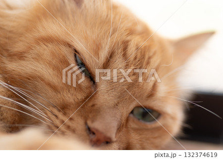 眠そうな猫の表情 茶トラ猫 眠そうな猫の表情 茶トラ猫 132374619