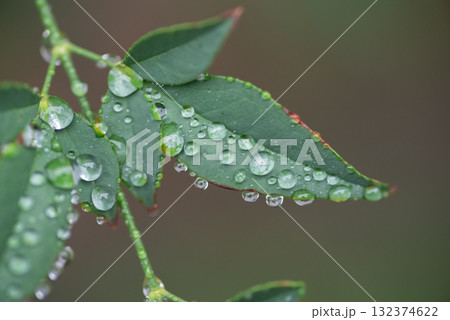濡れた葉 132374622