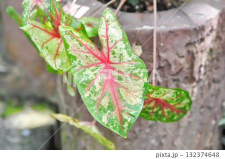 Caladium, Caladium Bicolor Vent or Caladium bicolor Caladium, Caladium Bicolor Vent or Caladium bicolor 132374648