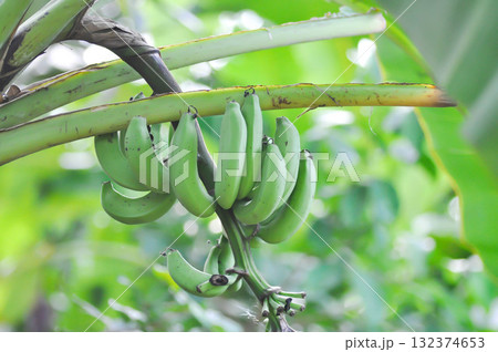 banana blossom or Gros Michel, Musa sapientum or banana fruit or banana seed on the tree 132374653