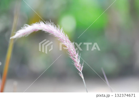 Graminacee or liliopsida plants ,grass flower or purple grass flower 132374671