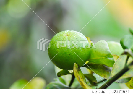 lime, lime plant or lemon tree lime, lime plant or lemon tree 132374676
