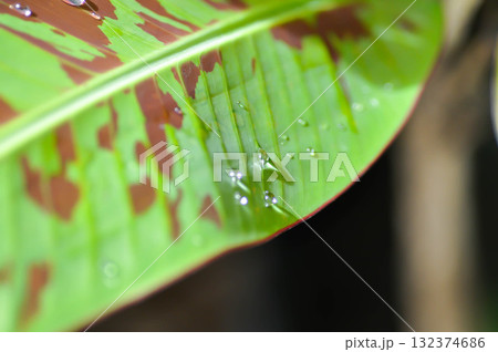 banana plant, blood banana or Musa acuminata or Musa balbisiana or rain droplet banana plant, blood banana or Musa acuminata or Musa balbisiana or rain droplet 132374686