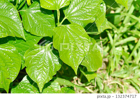 Wild Betel Leafbush , Piper sarmentosum Roxb or Piper lolot 132374717