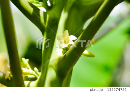 papaya tree , Carica papaya L or Papaya or Melan Tree or Paw Paw or CARICACEAE or papaya flower papaya tree , Carica papaya L or Papaya or Melan Tree or Paw Paw or CARICACEAE or papaya flower 132374725