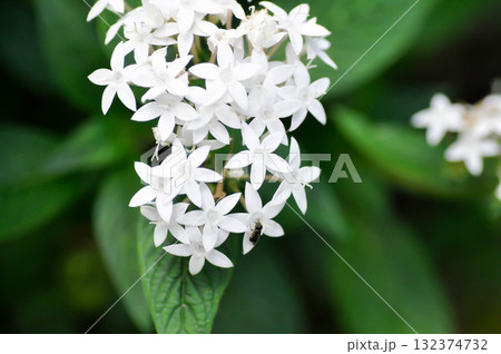 Pentas lanceolata , Egyptian star cluster or RUBIACEAE or Egyptian starcluster or Starflower or White Egyptian starcluster flowers Pentas lanceolata , Egyptian star cluster or RUBIACEAE or Egyptian starcluster or Starflower or White Egyptian starcluster flowers 132374732