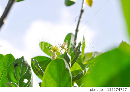 Crown Flower, Giant Indian Milkweed or Gigantic or apocynaceae, Asclepiadoideae or Calotropis or Calotropis gigantea or white flower Crown Flower, Giant Indian Milkweed or Gigantic or apocynaceae, Asclepiadoideae or Calotropis or Calotropis gigantea or white flower 132374737