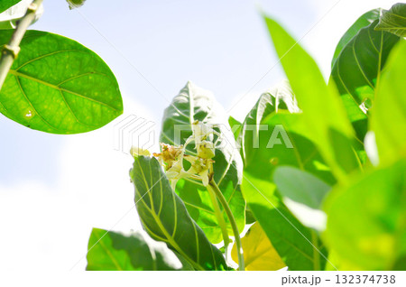 Crown Flower, Giant Indian Milkweed or Gigantic or apocynaceae, Asclepiadoideae or Calotropis or Calotropis gigantea or white flower Crown Flower, Giant Indian Milkweed or Gigantic or apocynaceae, Asclepiadoideae or Calotropis or Calotropis gigantea or white flower 132374738