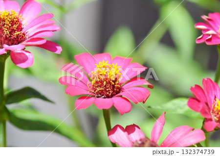 Zinnia violacea Cav, Z violacea or Plantae, Asteraceae or Magnoliopsida or Zinnia violacea or pink flower Zinnia violacea Cav, Z violacea or Plantae, Asteraceae or Magnoliopsida or Zinnia violacea or pink flower 132374739