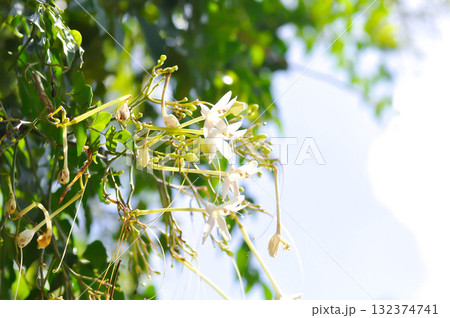 Cork tree, Indian cork tree or Millingtonia hortensis Linn or BIGNONIACEAE or white flower Cork tree, Indian cork tree or Millingtonia hortensis Linn or BIGNONIACEAE or white flower 132374741