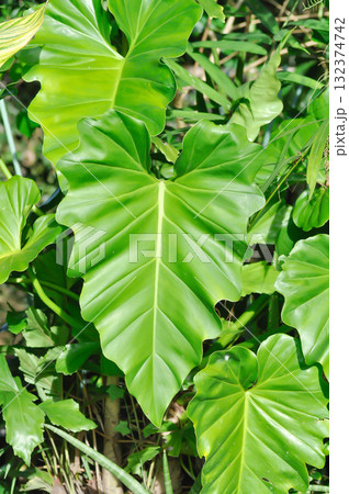 Giant Philodendron, Philodendron giganteum Schott or Araceae 132374742