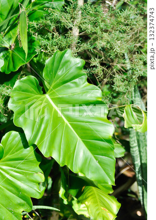 Giant Philodendron, Philodendron giganteum Schott or Araceae 132374743