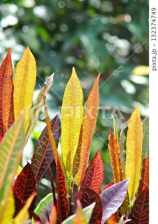 Codiaeum variegatium Blume or Croton, Variegated Laurel or Garden Croton or red leaf Codiaeum variegatium Blume or Croton, Variegated Laurel or Garden Croton or red leaf 132374749