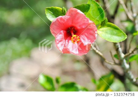 Chinese rose or Hibiscus or Hibiscus rosa sinensis or Hibisceae or Malvaceae , pink hibiscus flower 132374758