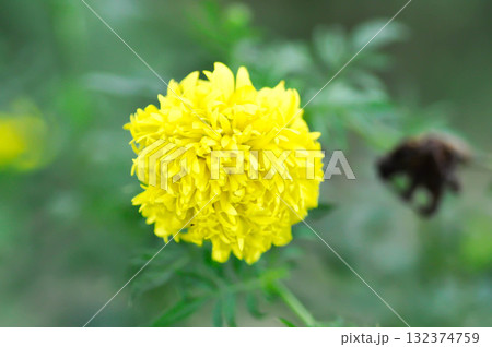 marigold or calendula flower , Tagetes erecta L or Compositae or African Marigold or yellow flower 132374759