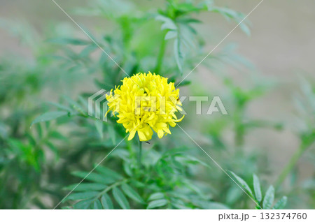marigold or calendula flower , Tagetes erecta L or Compositae or African Marigold or yellow flower 132374760
