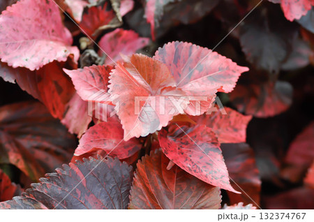 Acalypha wilkesiana , Copperleaf or Beefsteak plant or Fire dragon plant or brown plant Acalypha wilkesiana , Copperleaf or Beefsteak plant or Fire dragon plant or brown plant 132374767