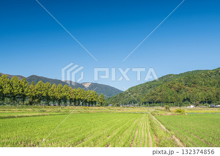知内川沿いのメタセコイア並木　滋賀県高島市マキノ町 132374856